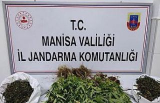 Manisa’da kenevir ve kubar esrar operasyonu