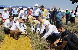 Manisa’da lavanta hasat şöleni