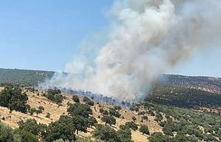 Manisa’da makilik alanda yangın