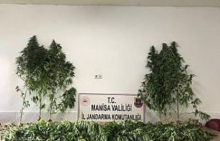 Manisa’da ormanlık alanda 287 kök kenevir ele...
