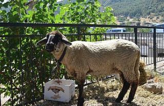 Manisalı muhtar korona aşıları tam olan aileye...