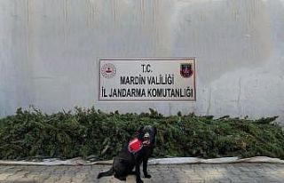 Mardin’de esrar operasyonu