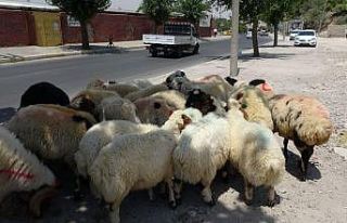 Mardin’de kurbanlık satışları başladı