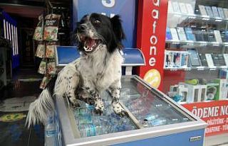 Market sahibinin köpeği “Dayı” mahallenin maskotu...