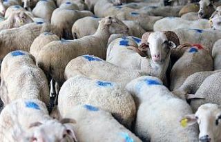 Menteşe’de Kurban satış ve kesim yerleri belirlendi