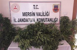 Mersin’de 116 kök kenevir bitkisi ele geçirildi