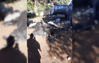 Mersin’de 45 kurbanlık hayvan telef oldu