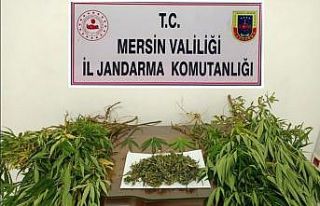 Mersin’de 57 kök kenevir bitkisi ele geçirildi