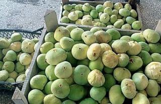 Mersin’de incirin kilosu 20 liradan alıcı buldu