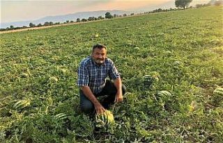 Meşhur Dodurga karpuzunda hasat başladı