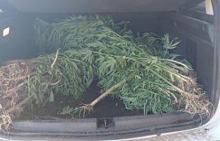 Mısır tarlaları kenevir bahçesine döndü