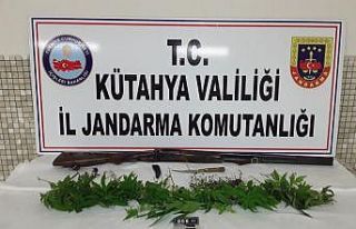 Mısır tarlasında 35 kök Hint keneviri ele geçirildi