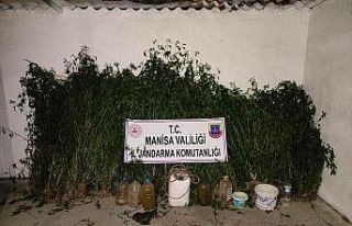 Mısır tarlasında bin 205 kök kenevir ele geçirildi