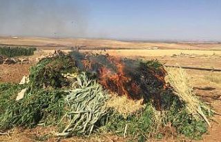 Mısır tarlasında uyuşturucu operasyonu