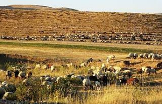 Muş’ta 3 ayı yaylada geçiren çiftçiler köylerine...