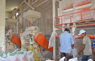 Muş’ta hasadı yapılan buğday taş değirmenlerde...