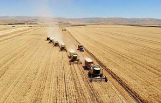 Muş’ta üretilen sertifikalı tohumlar Türkiye’nin...