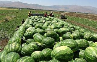 Muş’ta yılın ilk karpuz hasadına başlandı