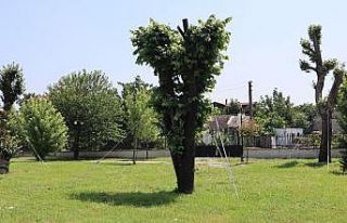 Nakledilen ağaçlar yeşillenmeye başladı