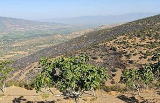 Nazilli’deki orman yangını kontrol altına alındı