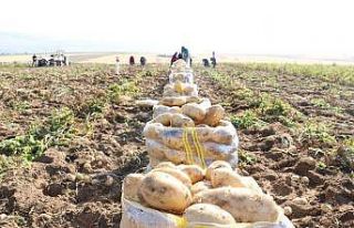 Niğde’de yazlık patates hasadı başladı