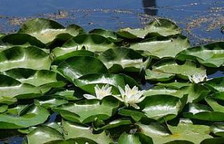 Nilüfer çiçekleri kurtarıldı