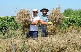 Nilüfer’de ekolojik buğdayda hasat dönemi