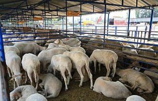 Nilüfer’de kurban kesim yerleri belirlendi