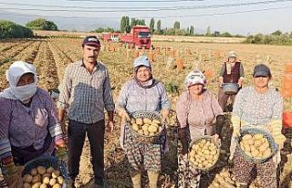 Ödemiş patatesinde ikinci ürün zamanı