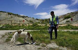 OEDAŞ tatil döneminde de sokak hayvanlarını yalnız...