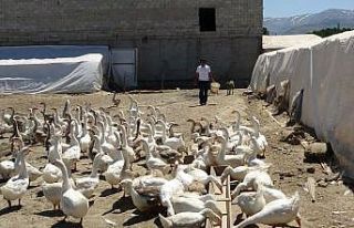 Öğretmenliği bırakıp kaz üretim çiftliği kurdu