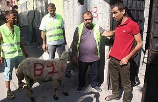 Öksüz ve yetimlere kurbanlık