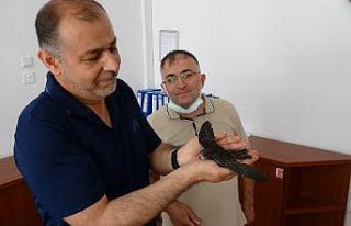 Okul bahçesindeki yaralı ebabil kuşuna öğretmenler...