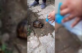 Ölmek üzere olan kaplumbağaya can suyu