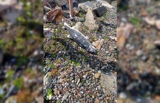 Ölü yunus balığı yavrusu kıyıya vurdu