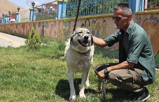 Ölüme terk edilen köpekle engellilerin ‘Dost’luğu...