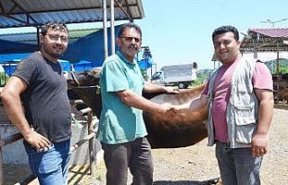 Ordu’da kurban pazarında haraketlilik arttı