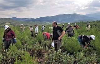 Orman Bölge Müdürlüğünün seyreltme çalışmaları
