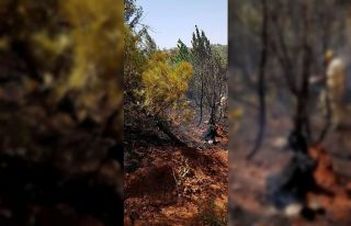 Orman yangınında kundaklama iddiası