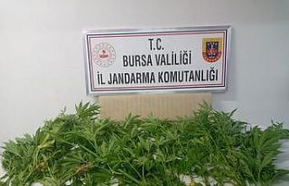 Ormana kenevir ektiler