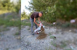 Ormanlık alana bırakılan başıboş köpeklere...