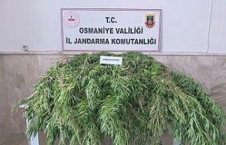 Ormanlık alanda bin 575 kök kenevir bitkisi ele...