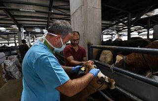 Osmangazi’de sağlıksız ve küpesiz kurbanlıklara...