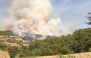 Osmaniye’de orman yangını
