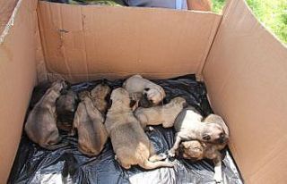 Otobüs çarpan hamile köpek hayatını kaybetti,...