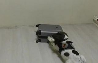 Otobüsteki yolcunun valizinden emdirilmiş halde...