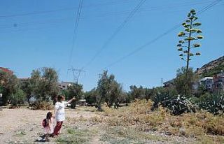 (Özel) 100 yılda bir çiçek açan sabır otu İzmir’de...
