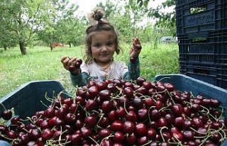 (ÖZEL) 500 bin ağaçta 30 bin ton kiraz üretimi...
