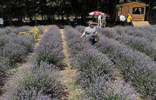 (Özel) Arkadaşının önerisiyle başladığı lavanta...