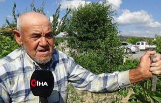 (ÖZEL) Bu bahçedeki ekili dikili her şey helal